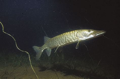 torpedo looking fish in the pike family|Muskellunge (Esox masquinongy .